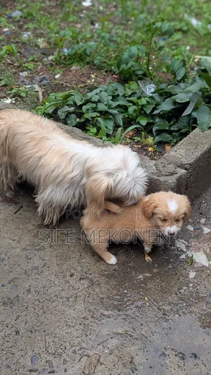 1-3 months Male Purebred Maltese