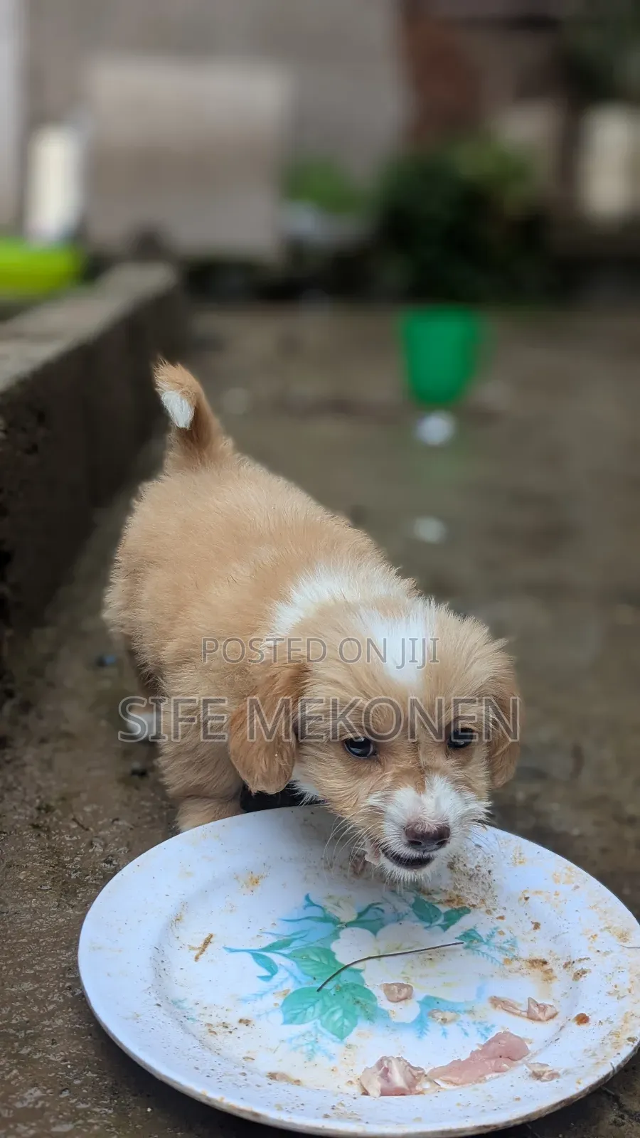 1-3 months Male Purebred Maltese