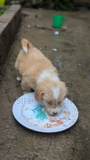 1-3 months Male Purebred Maltese