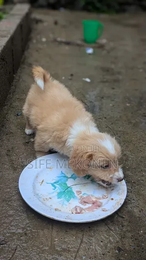 1-3 months Male Purebred Maltese