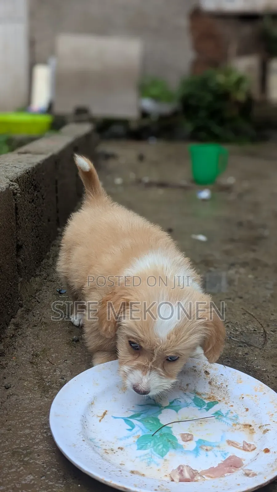 1-3 months Male Purebred Maltese