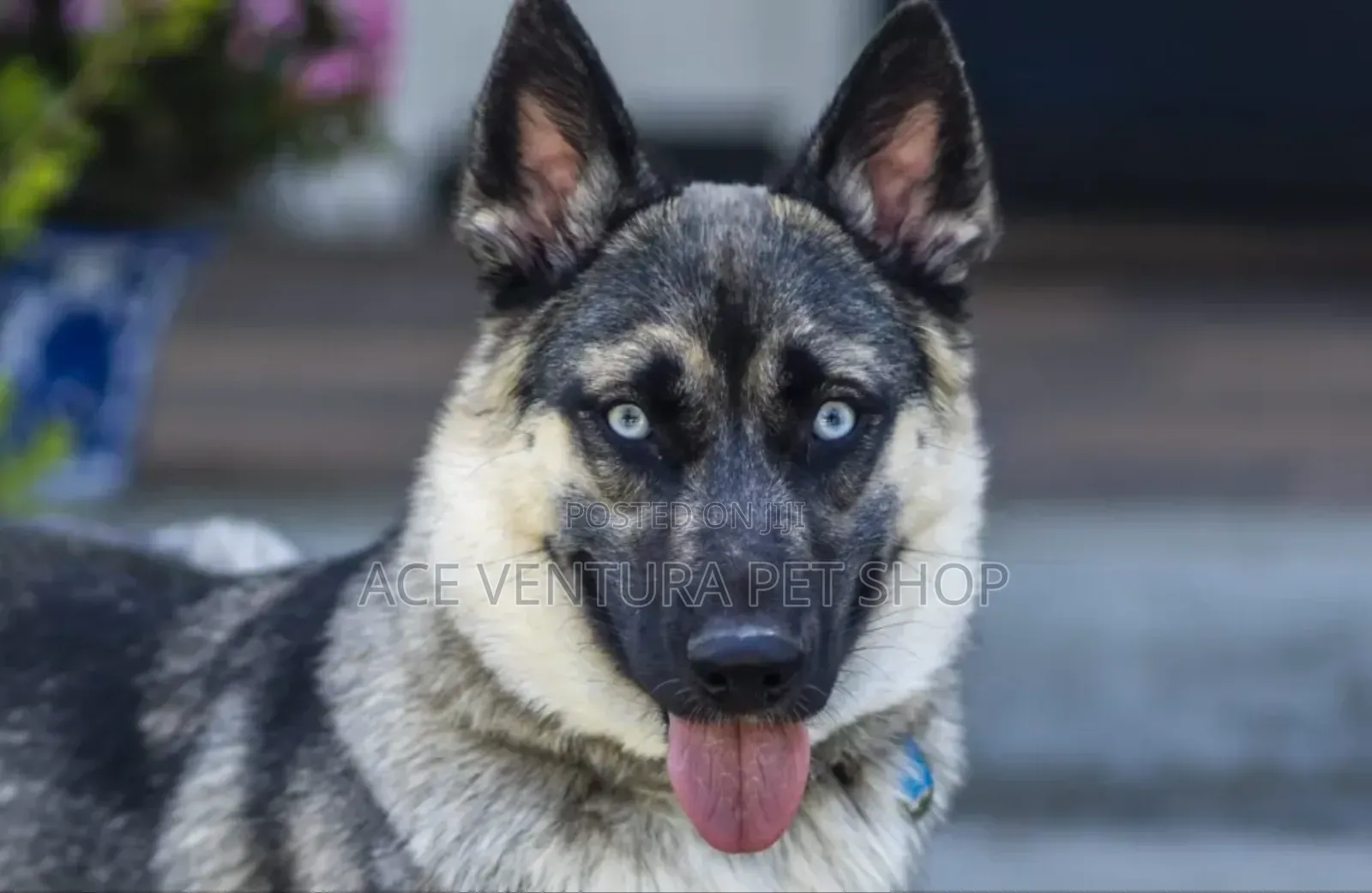 1-3 months Male Mixed Breed German Shepherd