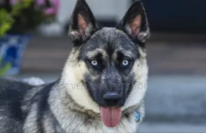 Photo - 1-3 months Male Mixed Breed German Shepherd