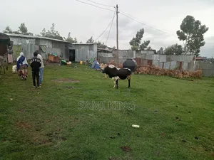 Land for Sale in Bole Bulbula Gabriel