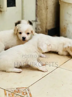 Photo - 1-3 months Male Purebred Maltese