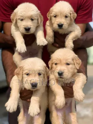 Photo - 1-3 months Male Purebred Golden Retriever