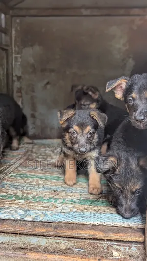 1-3 months Male Purebred German Shepherd