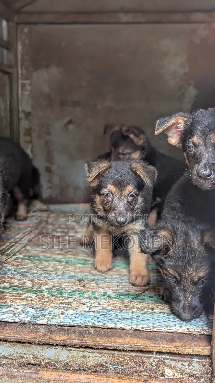 1-3 months Male Purebred German Shepherd