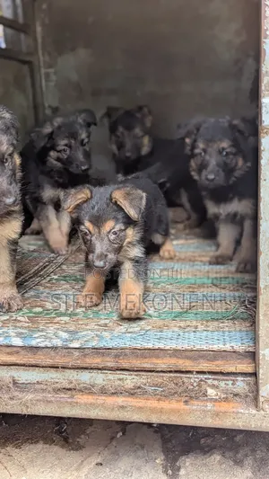 Photo - 1-3 months Male Purebred German Shepherd