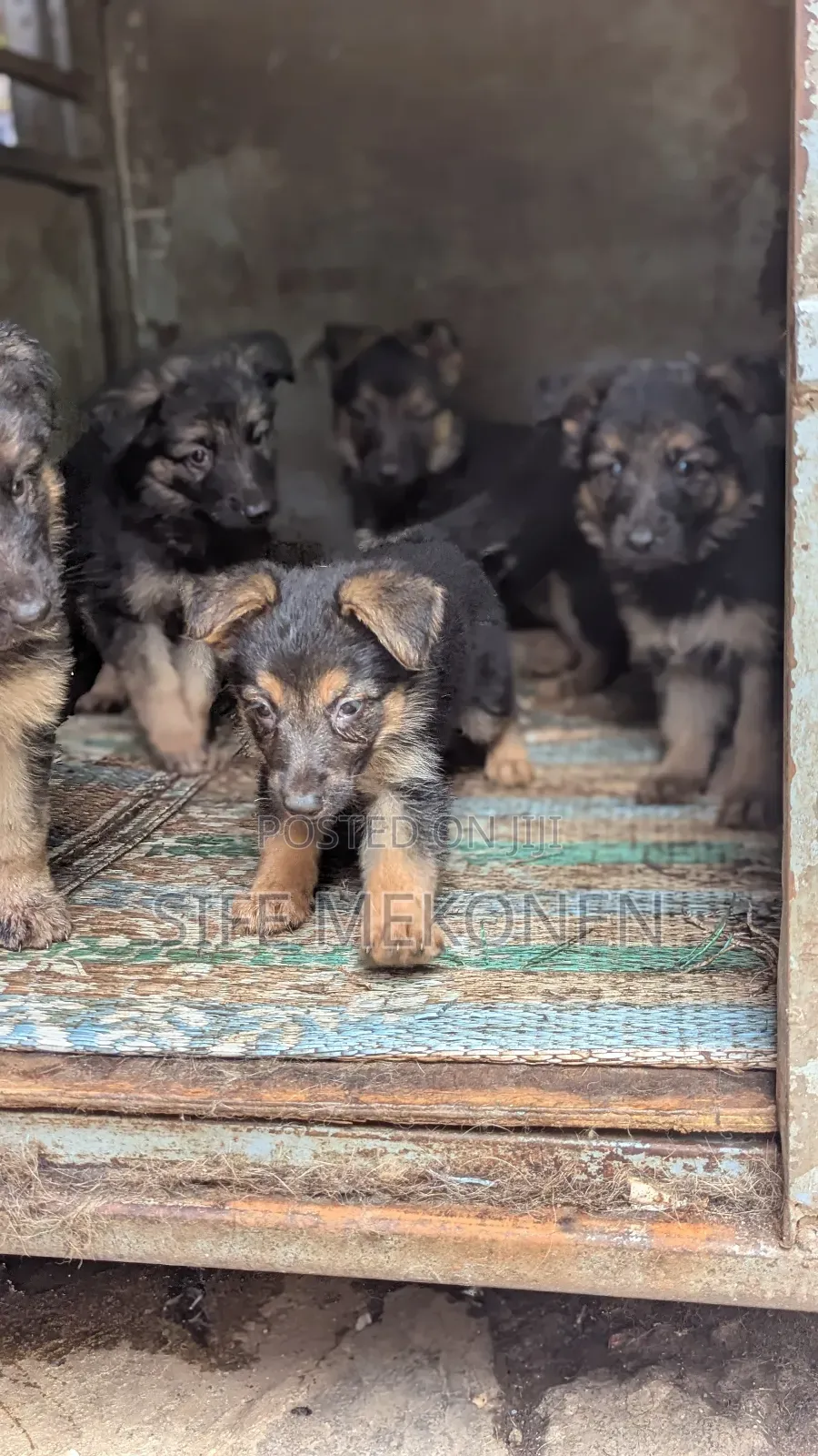 1-3 months Male Purebred German Shepherd