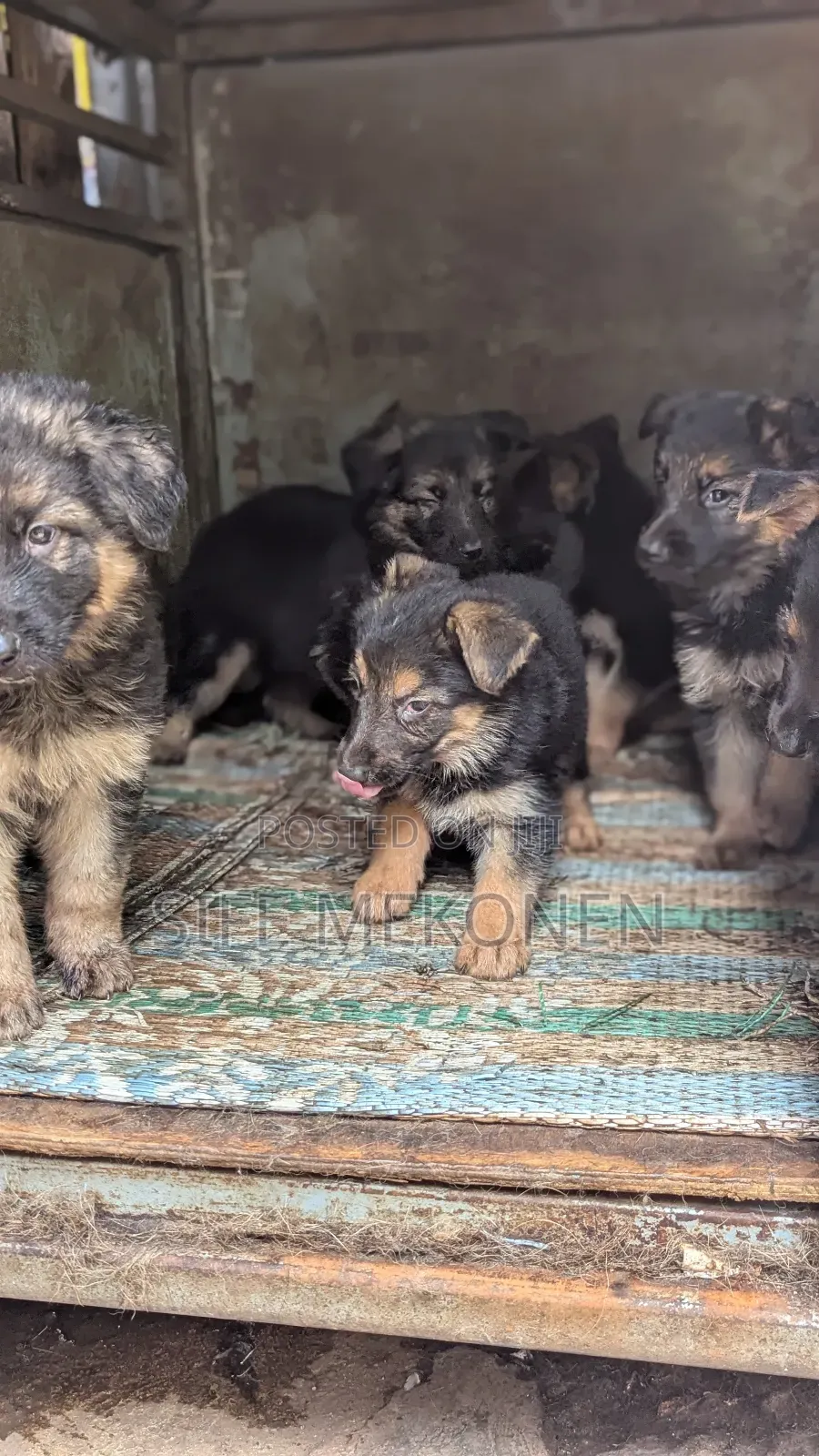 1-3 months Male Purebred German Shepherd