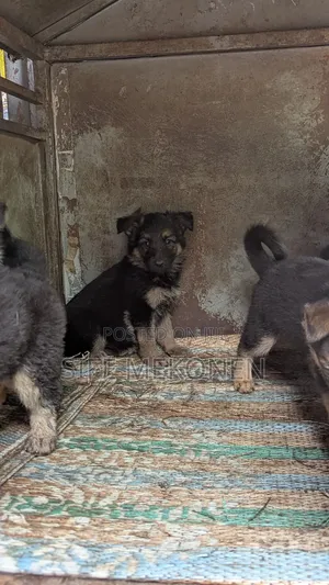 1-3 months Male Purebred German Shepherd