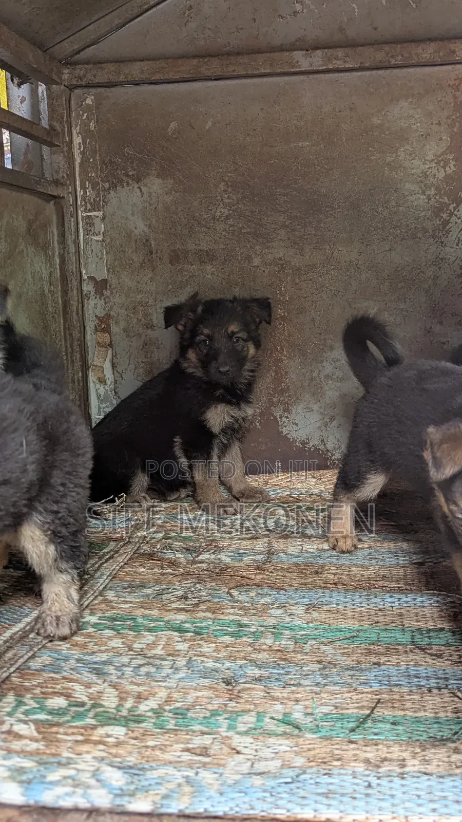 1-3 months Male Purebred German Shepherd