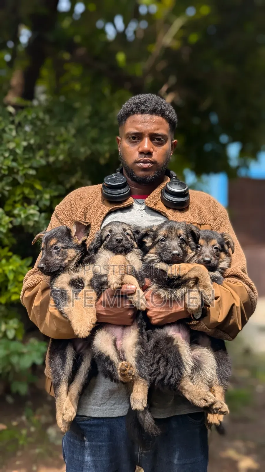 1-3 months Male Purebred German Shepherd