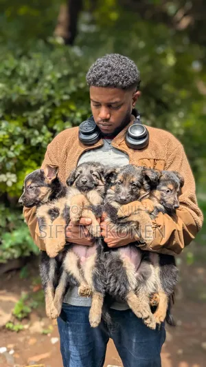 1-3 months Male Purebred German Shepherd