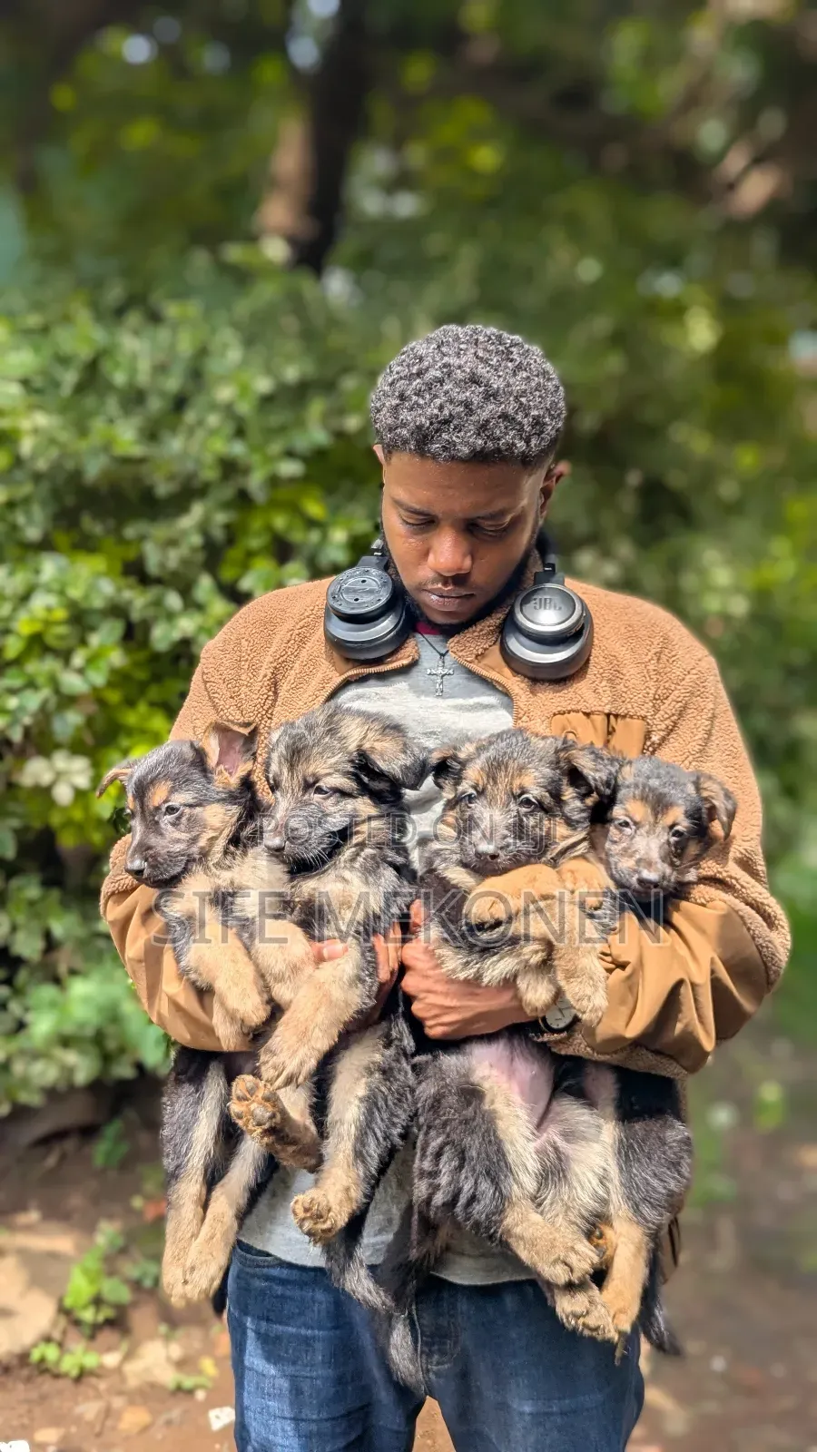 1-3 months Male Purebred German Shepherd