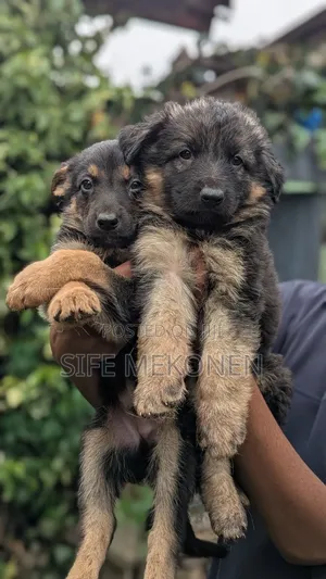 Photo - 1-3 months Male Purebred German Shepherd