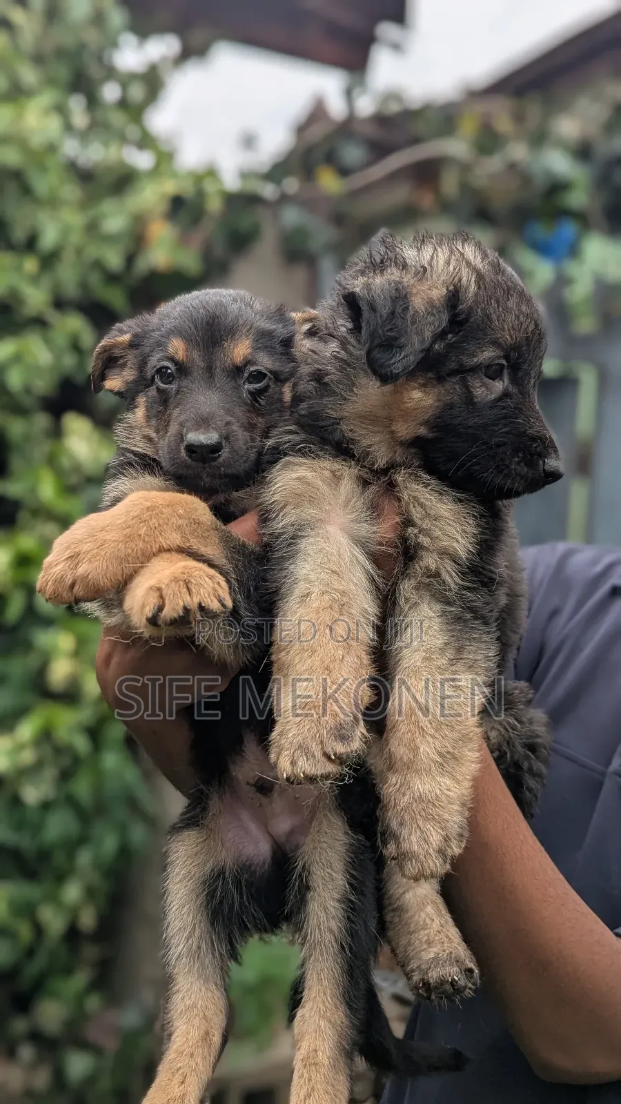 1-3 months Male Purebred German Shepherd