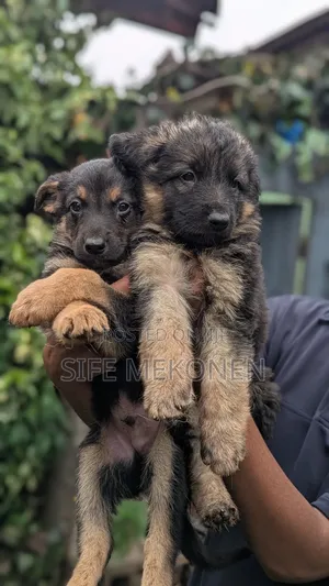 1-3 months Male Purebred German Shepherd