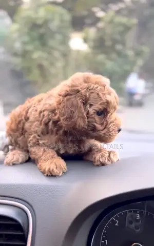 Photo - 1-3 months Male Purebred Poodle