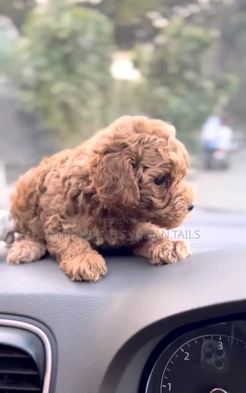 1-3 months Male Purebred Poodle