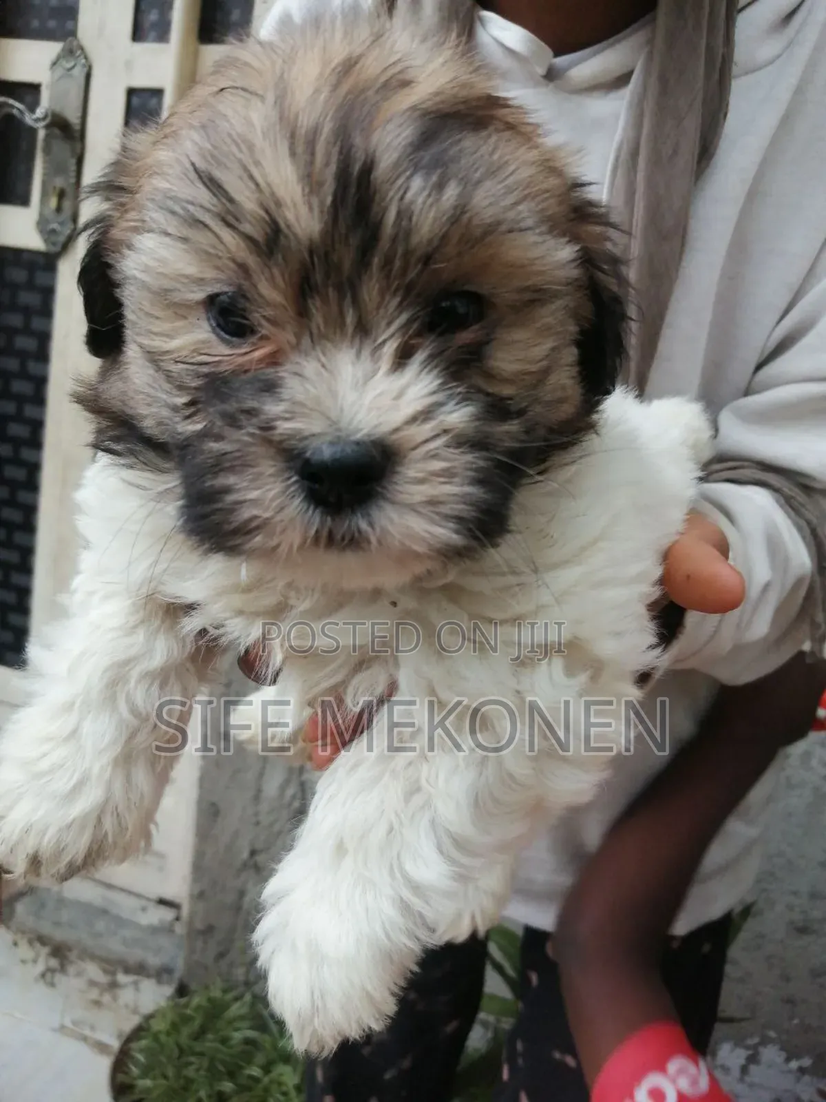 1-3 months Male Purebred Maltese