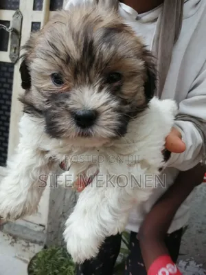 1-3 months Male Purebred Maltese