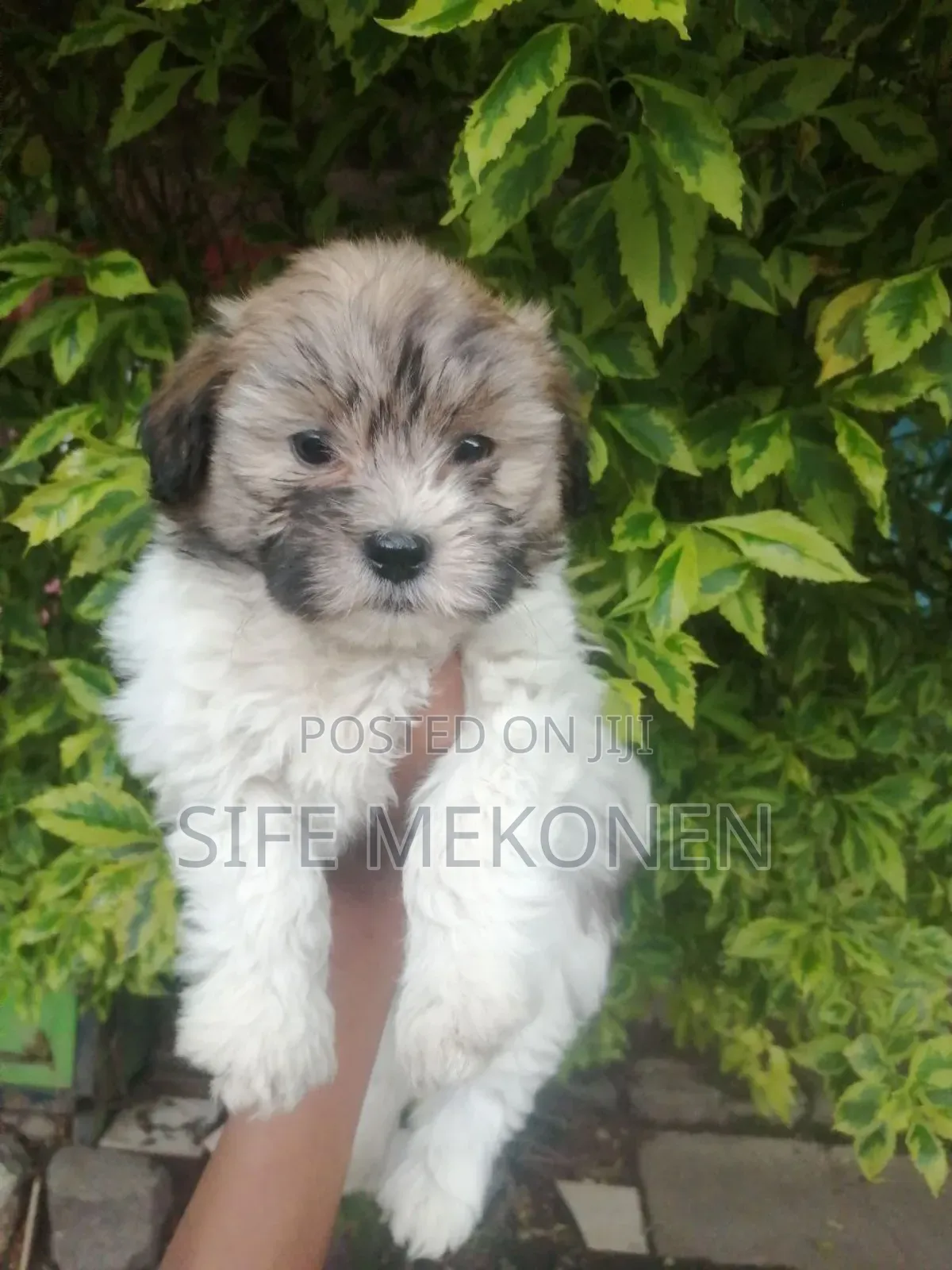 1-3 months Male Purebred Maltese