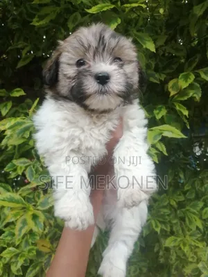 1-3 months Male Purebred Maltese