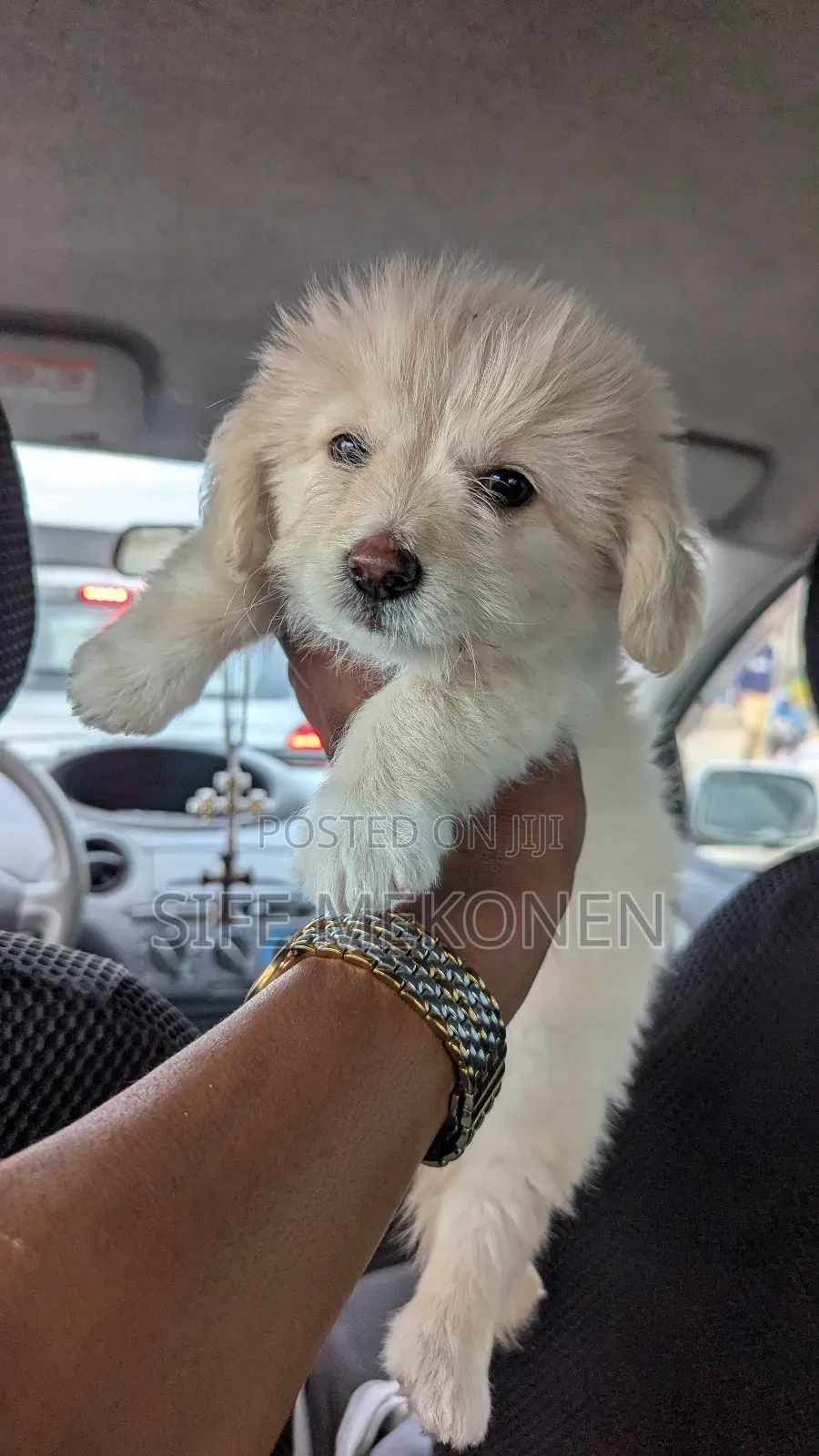 1-3 months Male Purebred Maltese