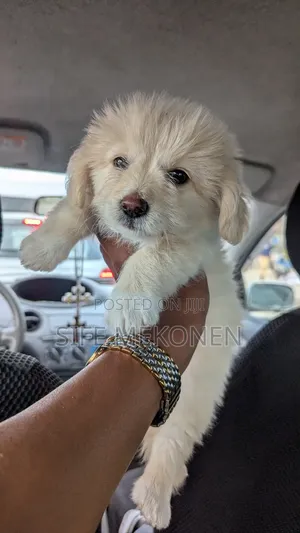 1-3 months Male Purebred Maltese