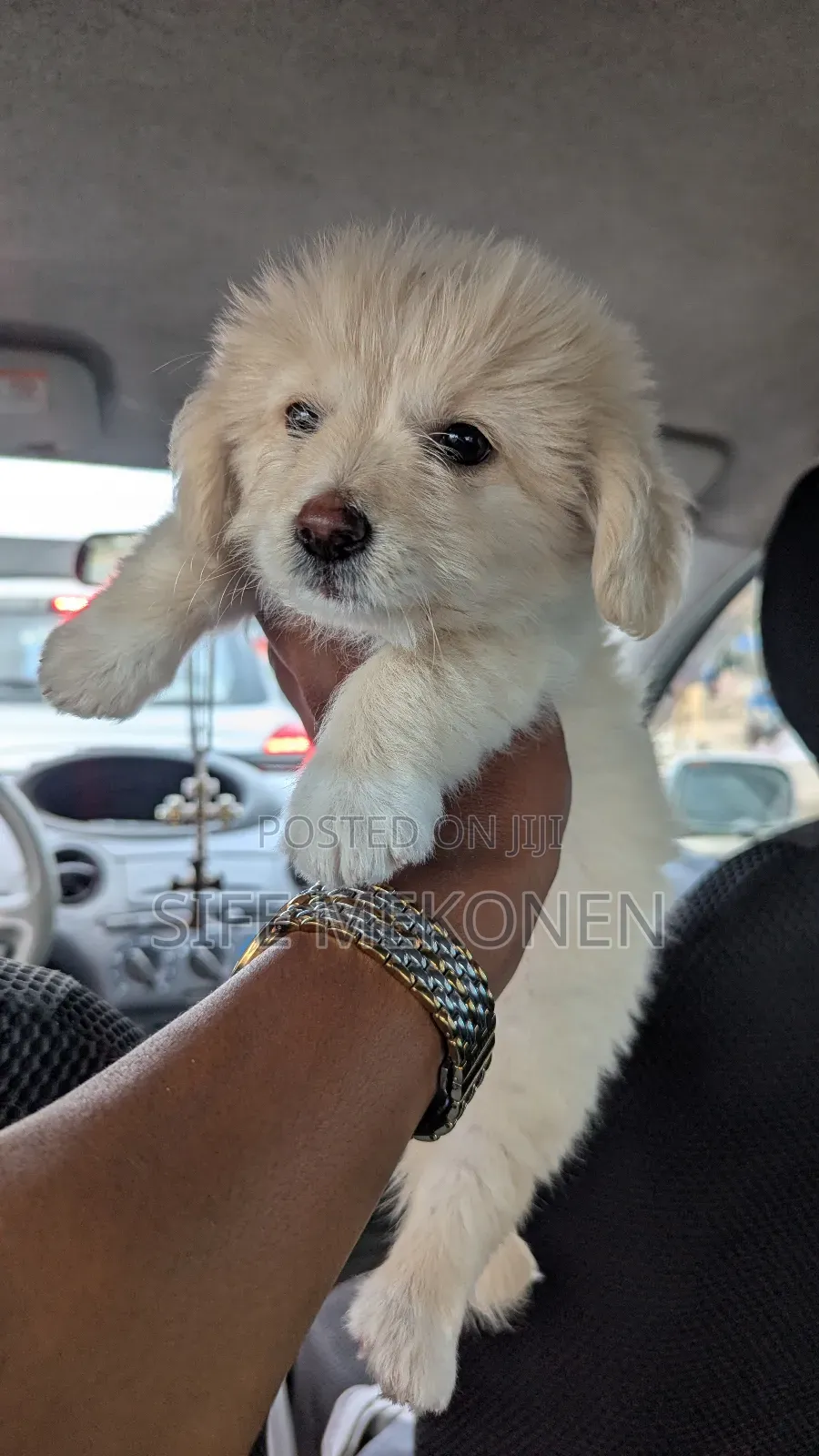 1-3 months Male Purebred Maltese