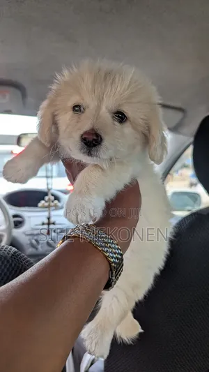1-3 months Male Purebred Maltese