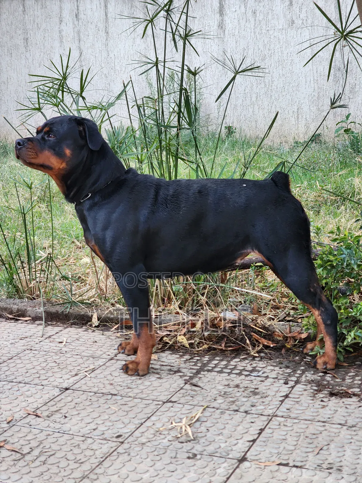 1-3 months Male Purebred Rottweiler