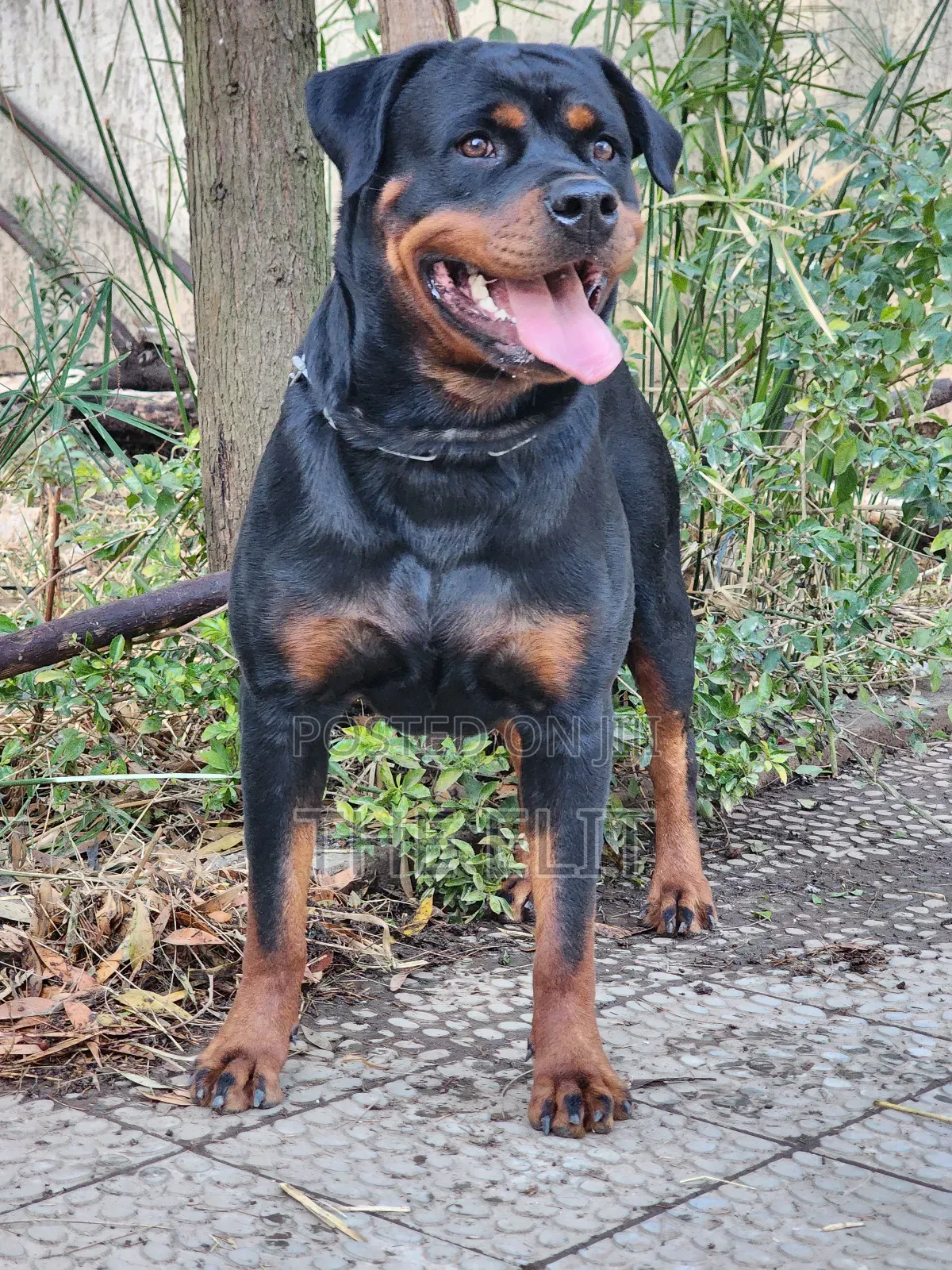 1-3 months Male Purebred Rottweiler
