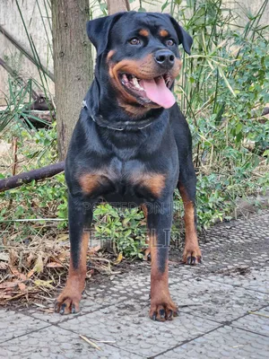 1-3 months Male Purebred Rottweiler