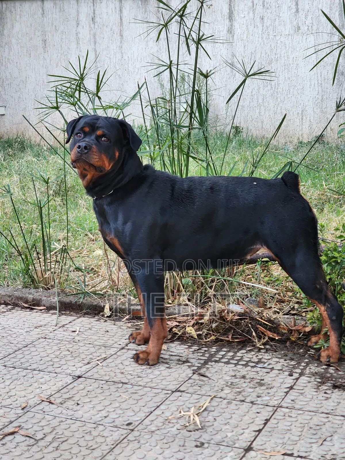 1-3 months Male Purebred Rottweiler