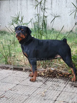 1-3 months Male Purebred Rottweiler