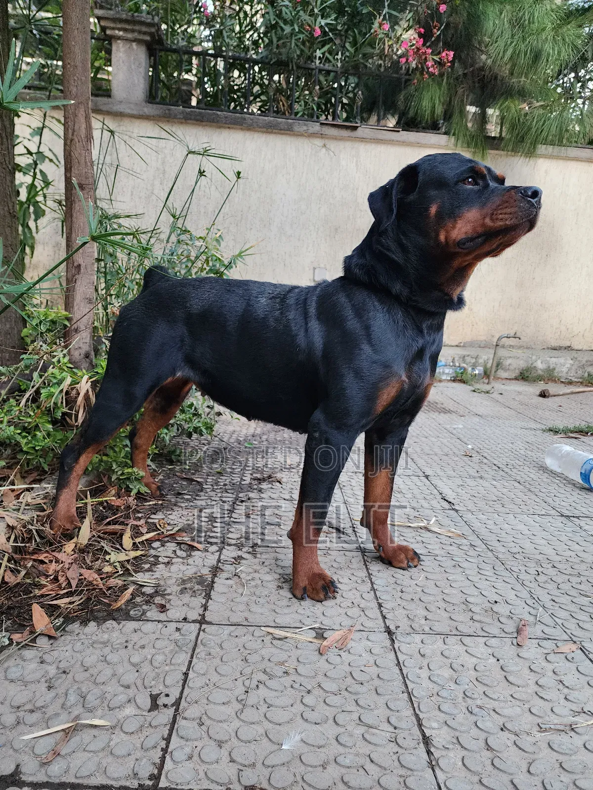 1-3 months Male Purebred Rottweiler