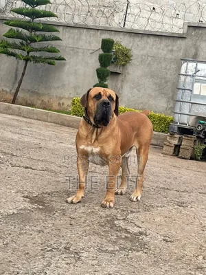 1-3 months Male Purebred Boerboel