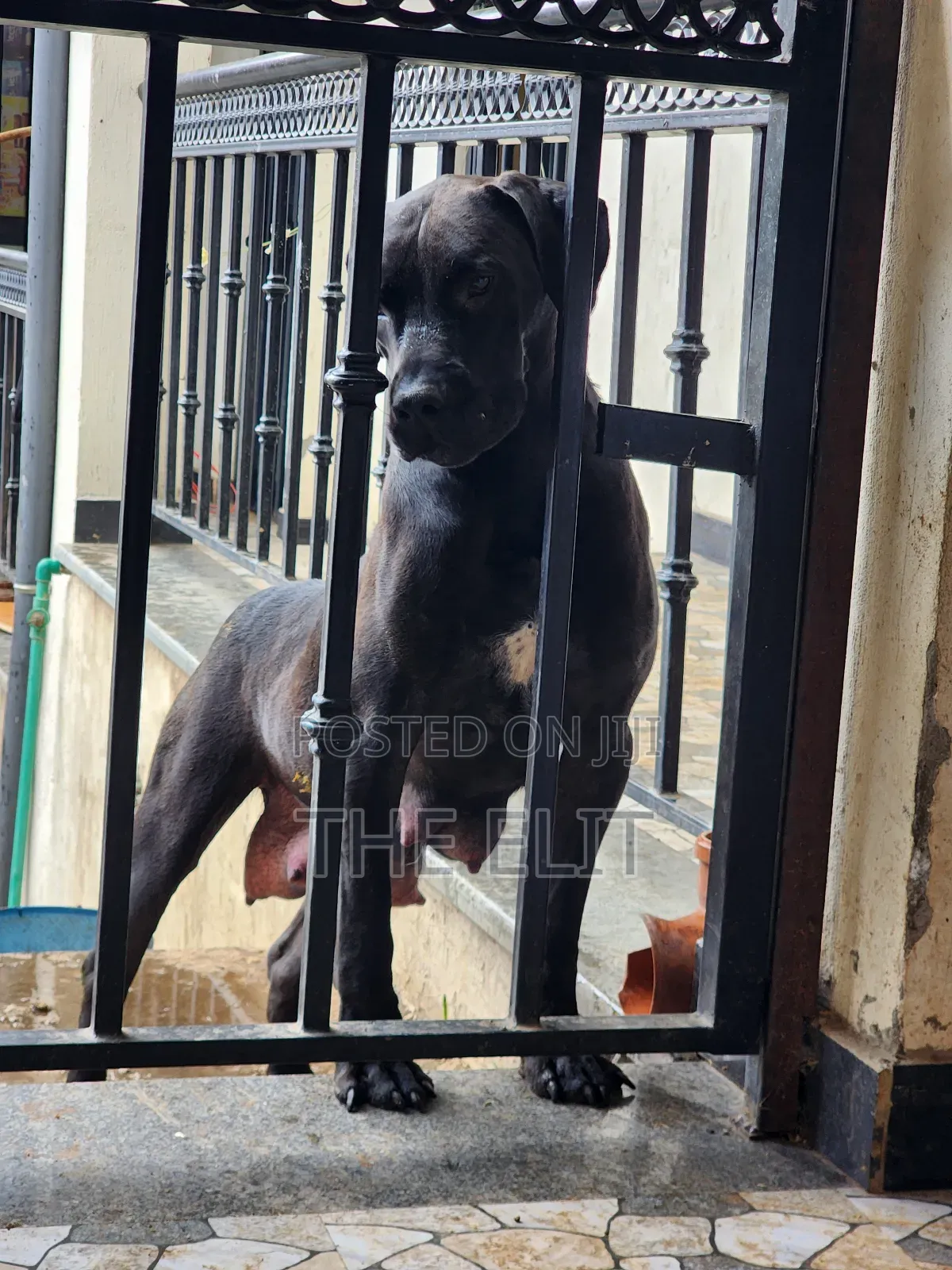 1-3 months Male Purebred Boerboel