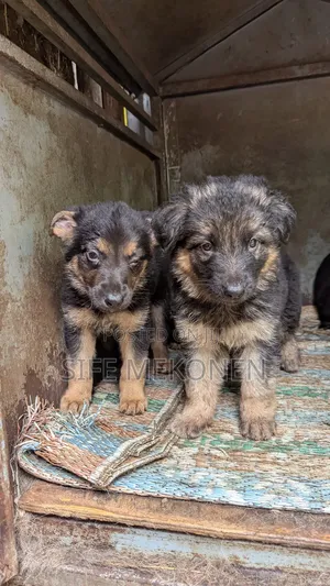 Photo - 1-3 months Male Purebred German Shepherd