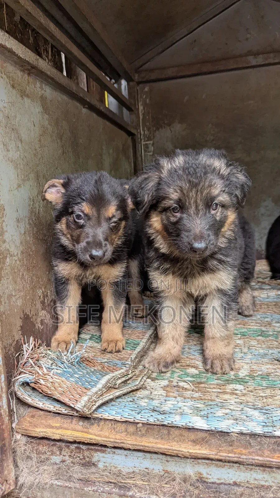 1-3 months Male Purebred German Shepherd