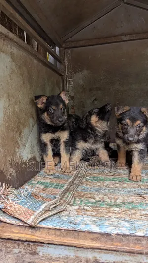 1-3 months Male Purebred German Shepherd