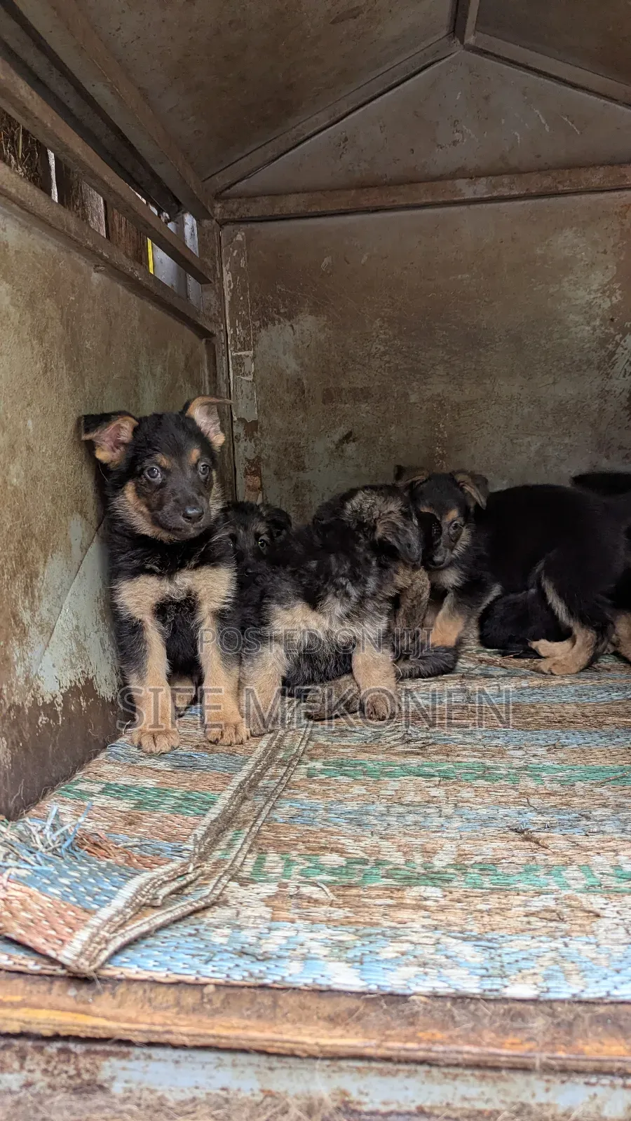 1-3 months Male Purebred German Shepherd