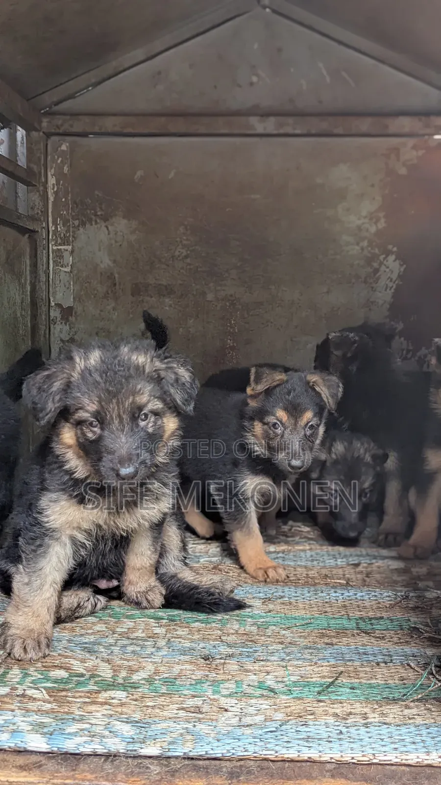 1-3 months Male Purebred German Shepherd
