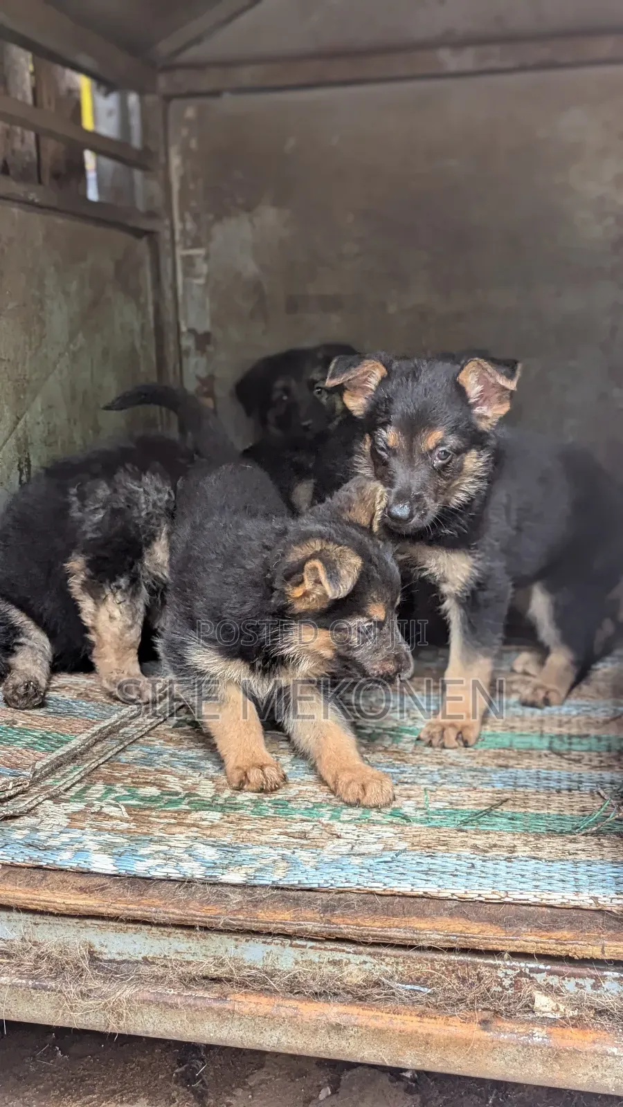 1-3 months Male Purebred German Shepherd