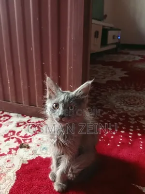 0-1 month Female Mixed Breed Cymric