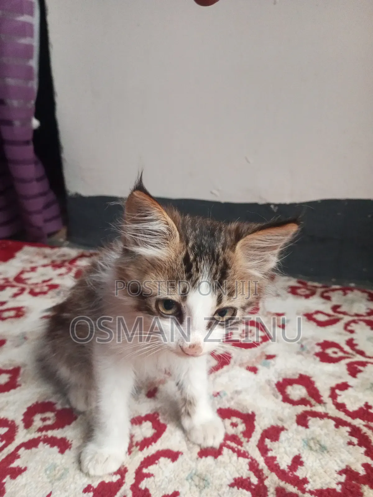 0-1 month Female Mixed Breed Cymric