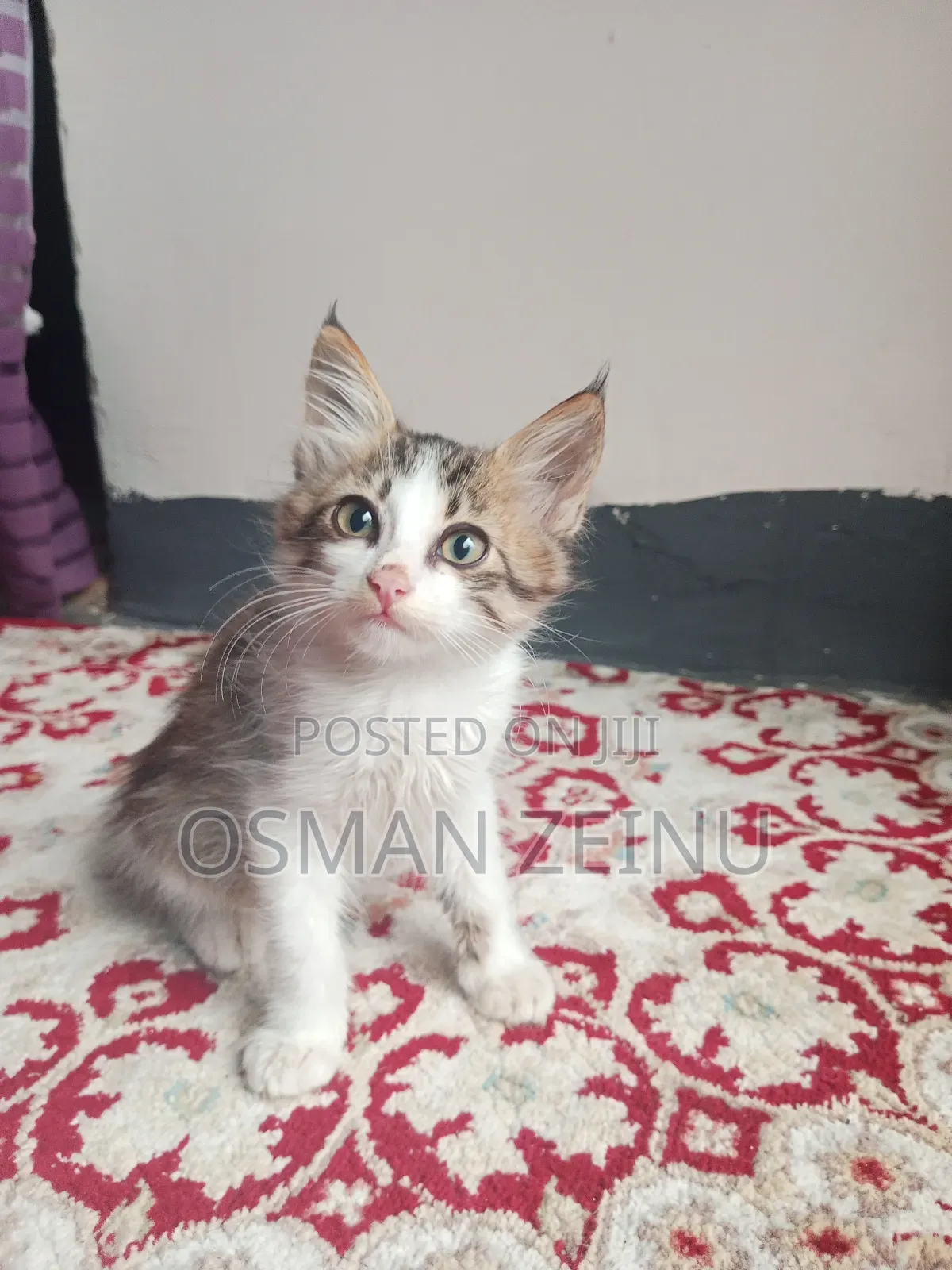 0-1 month Female Mixed Breed Cymric